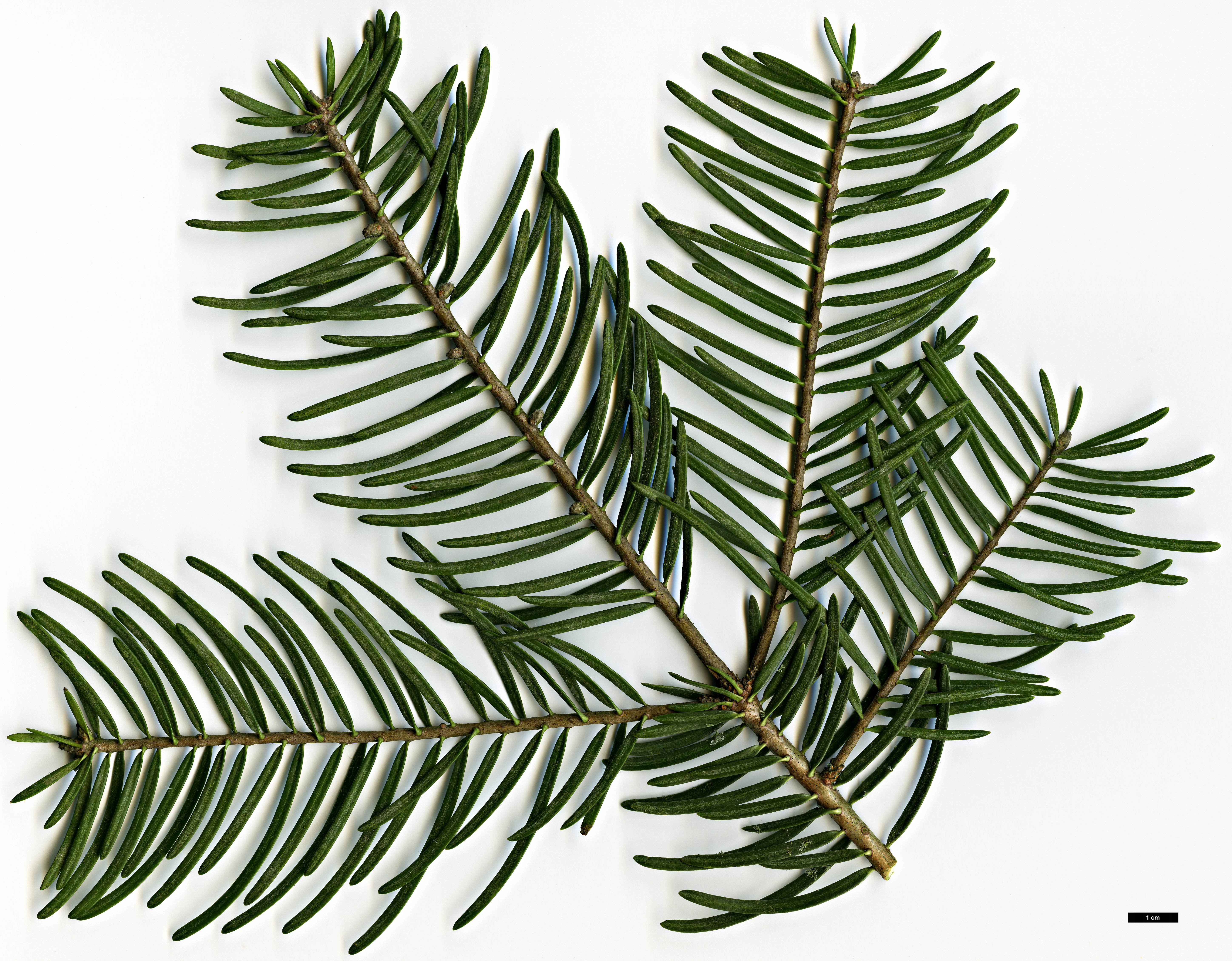 High resolution image: Family: Pinaceae - Genus: Abies - Taxon: concolor - SpeciesSub: var. lowiana